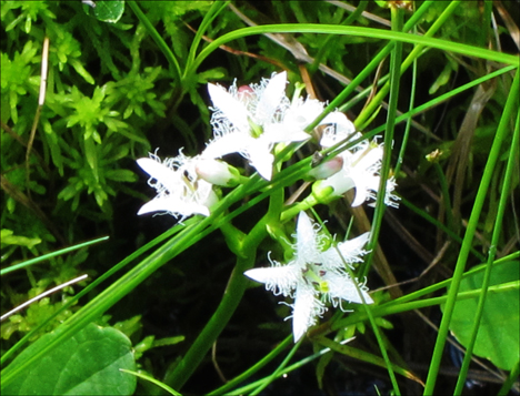 Adirondack Wildflowers: Buckbean on Barnum Bog at the Paul Smiths VIC